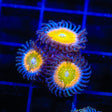 Rainbow Raptor Zoanthids Coral