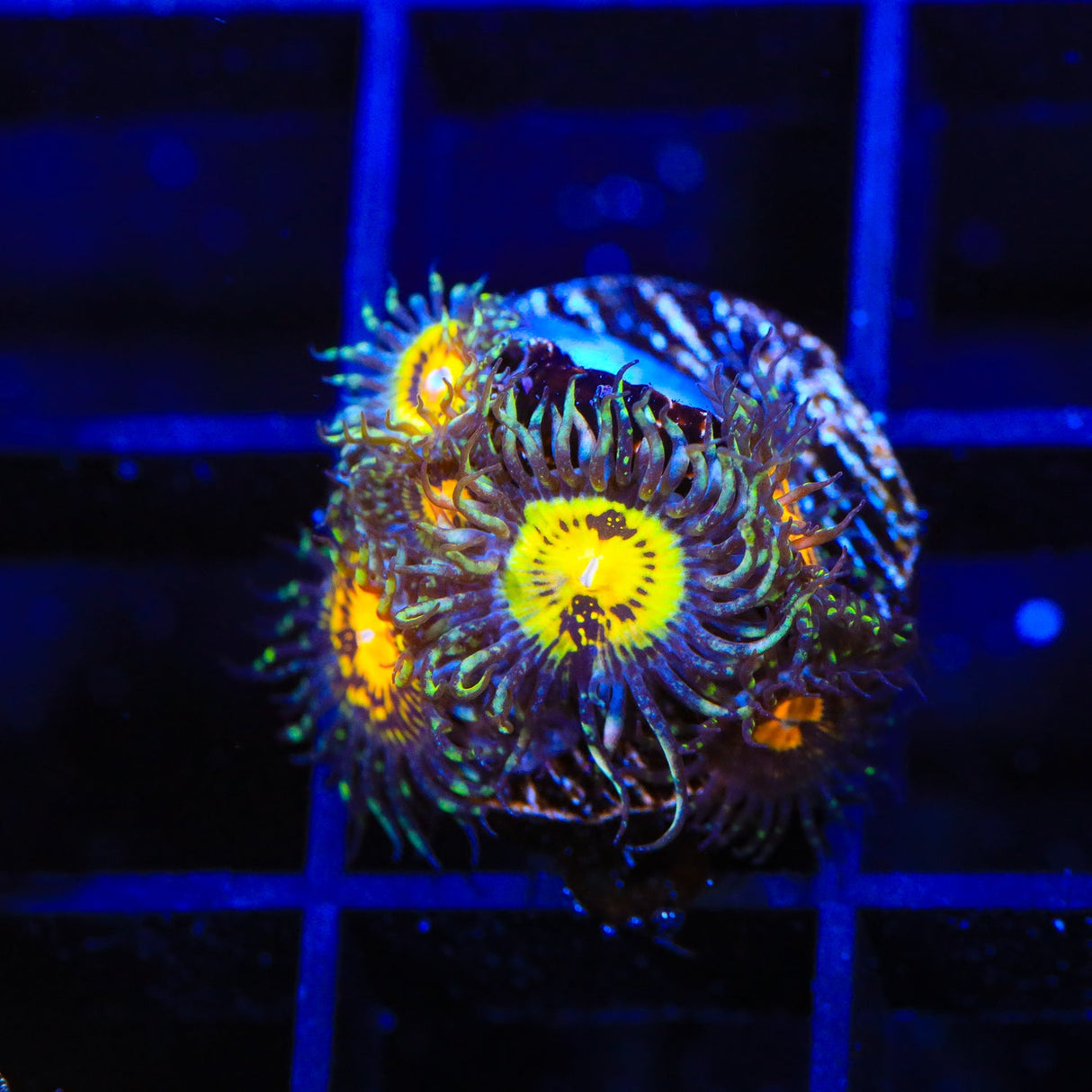 Butt Muncher Zoanthids Coral