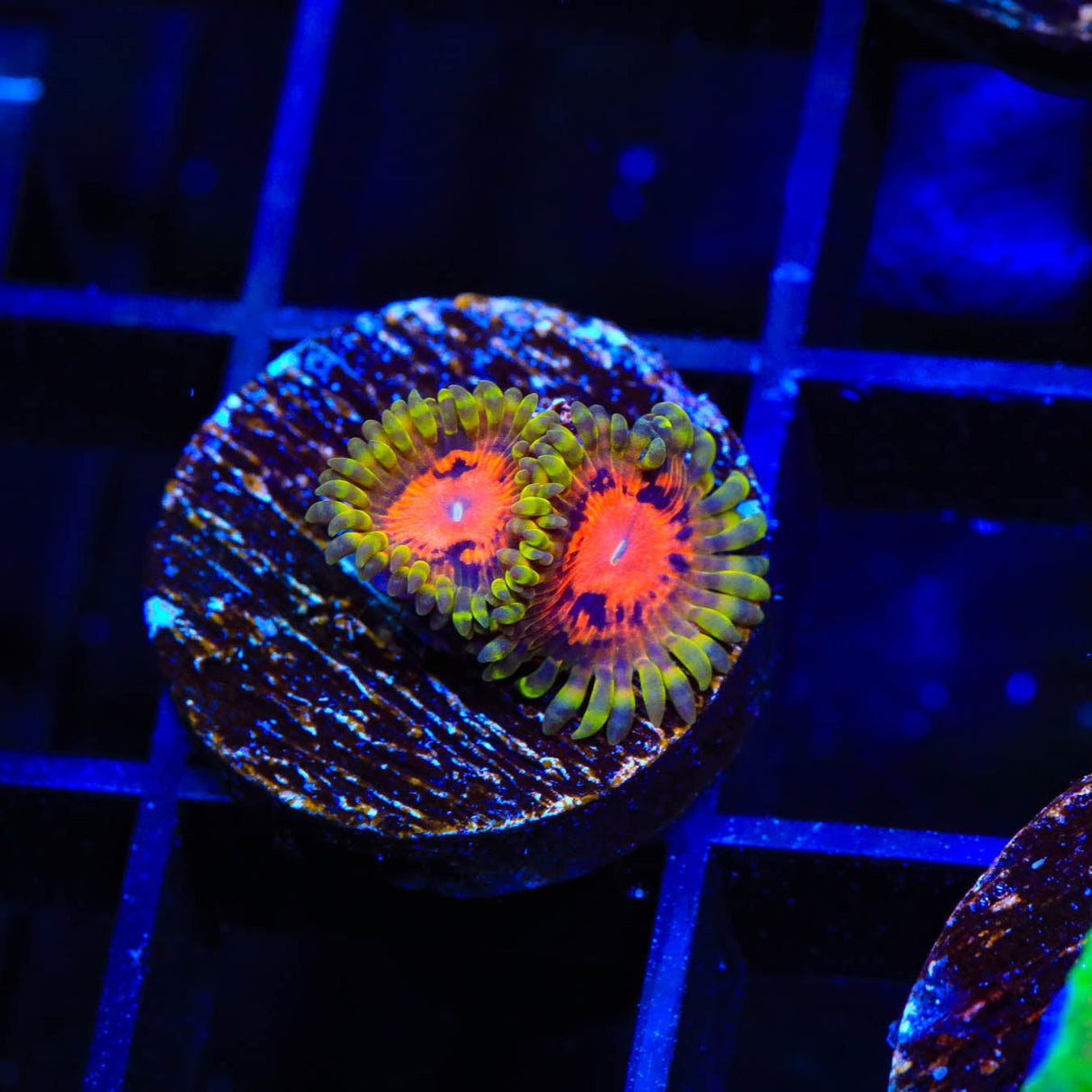 Rainbow Incenerator Zoanthids Coral - Top Shelf Aquatics