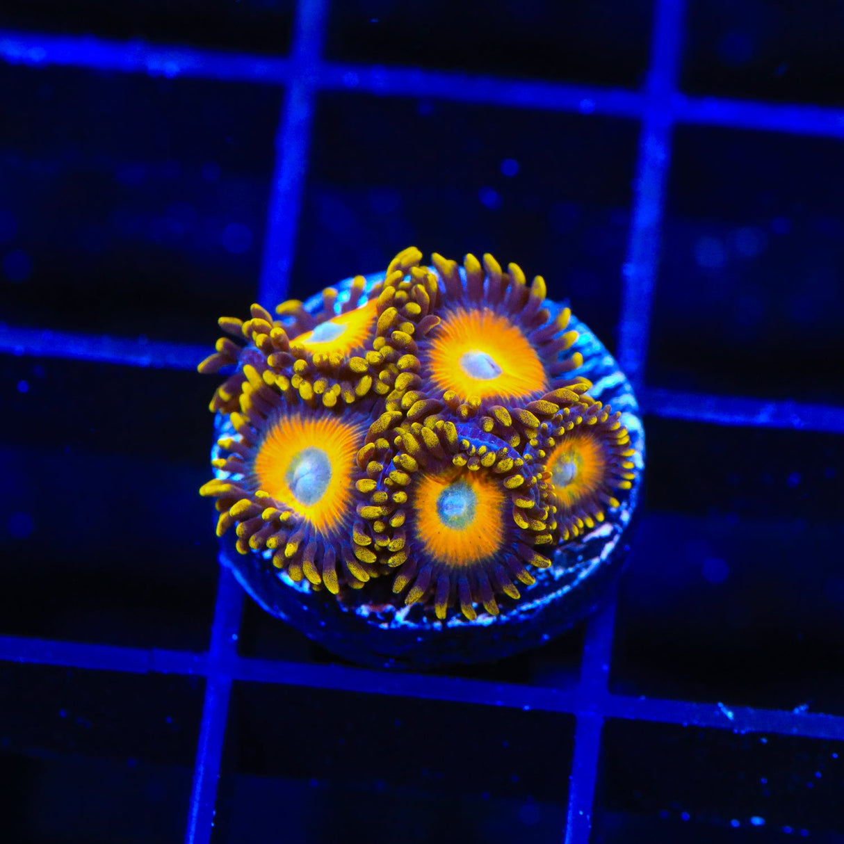 Scrambled Eggs Zoanthids Coral