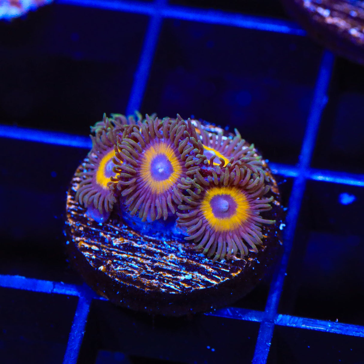 WWC Yellow Submarine Zoanthids Coral