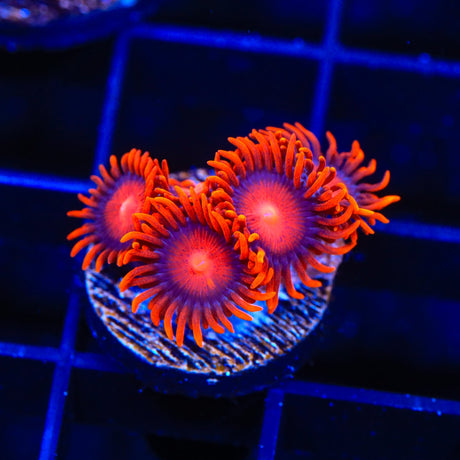 Bam Bam Zoanthids Coral