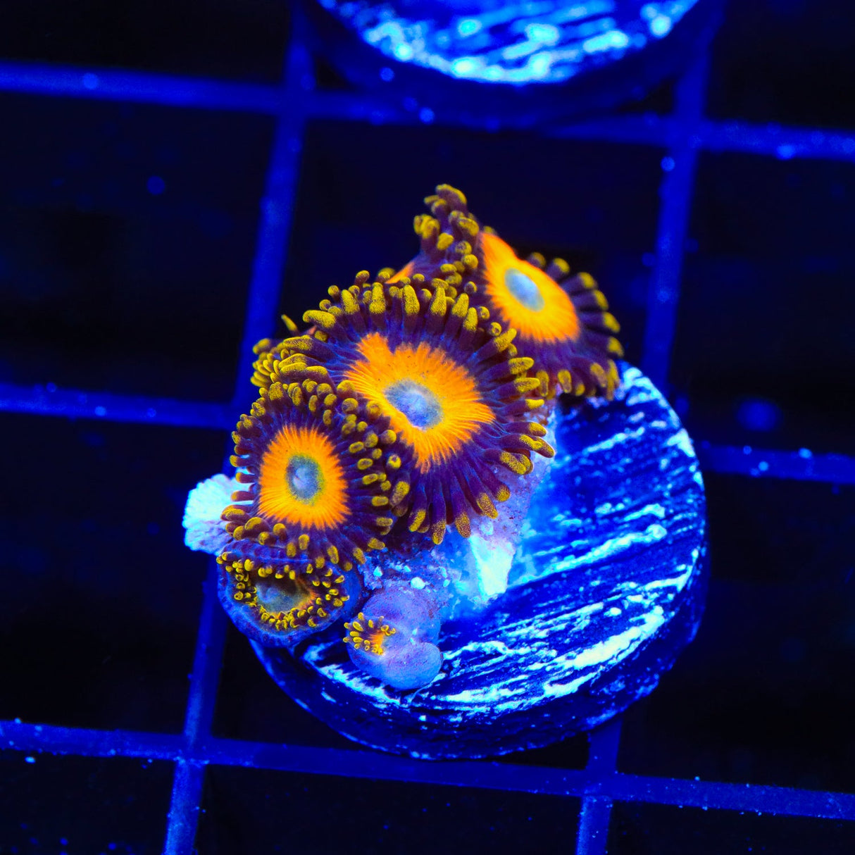 Scrambled Eggs Zoanthids Coral