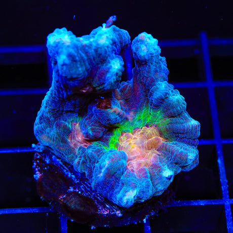 Rainbow Pectinia Coral