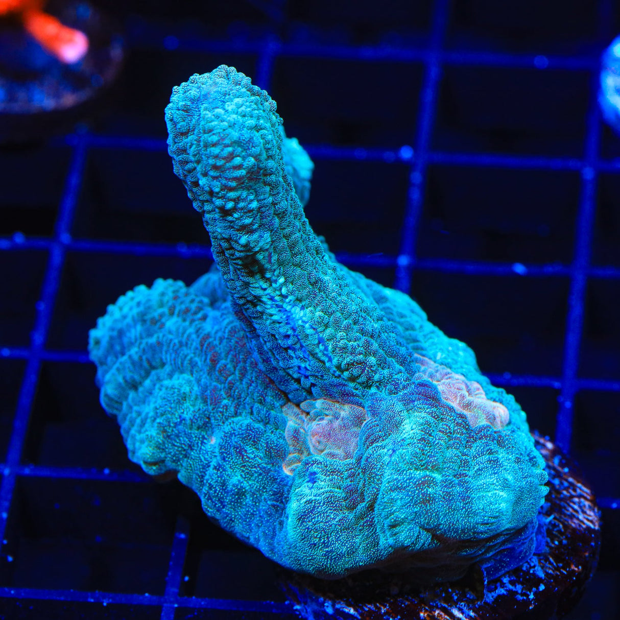 Ultra Pectinia Coral