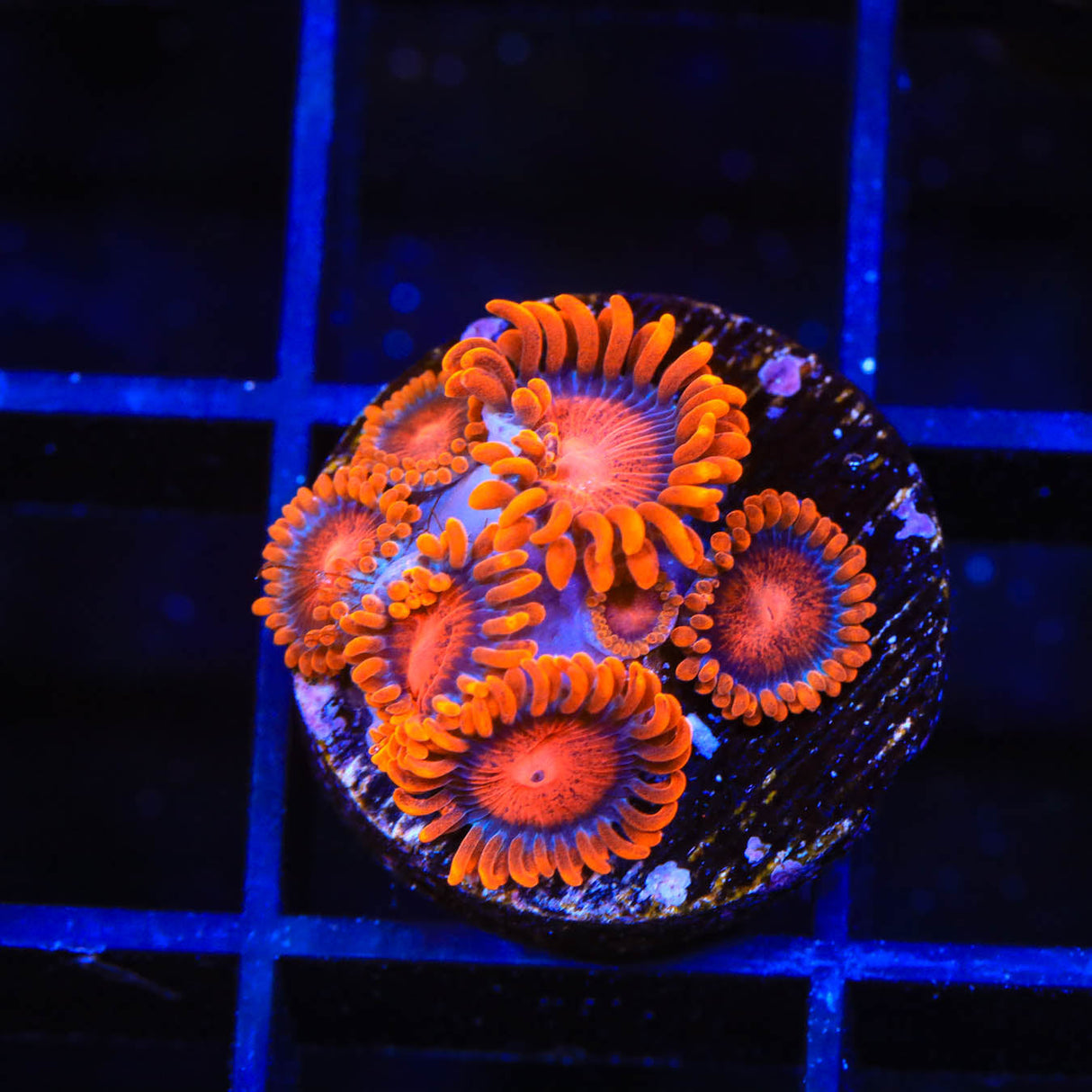 Bam Bam Zoanthids Coral - Top Shelf Aquatics