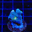 Rainbow Pectinia Coral