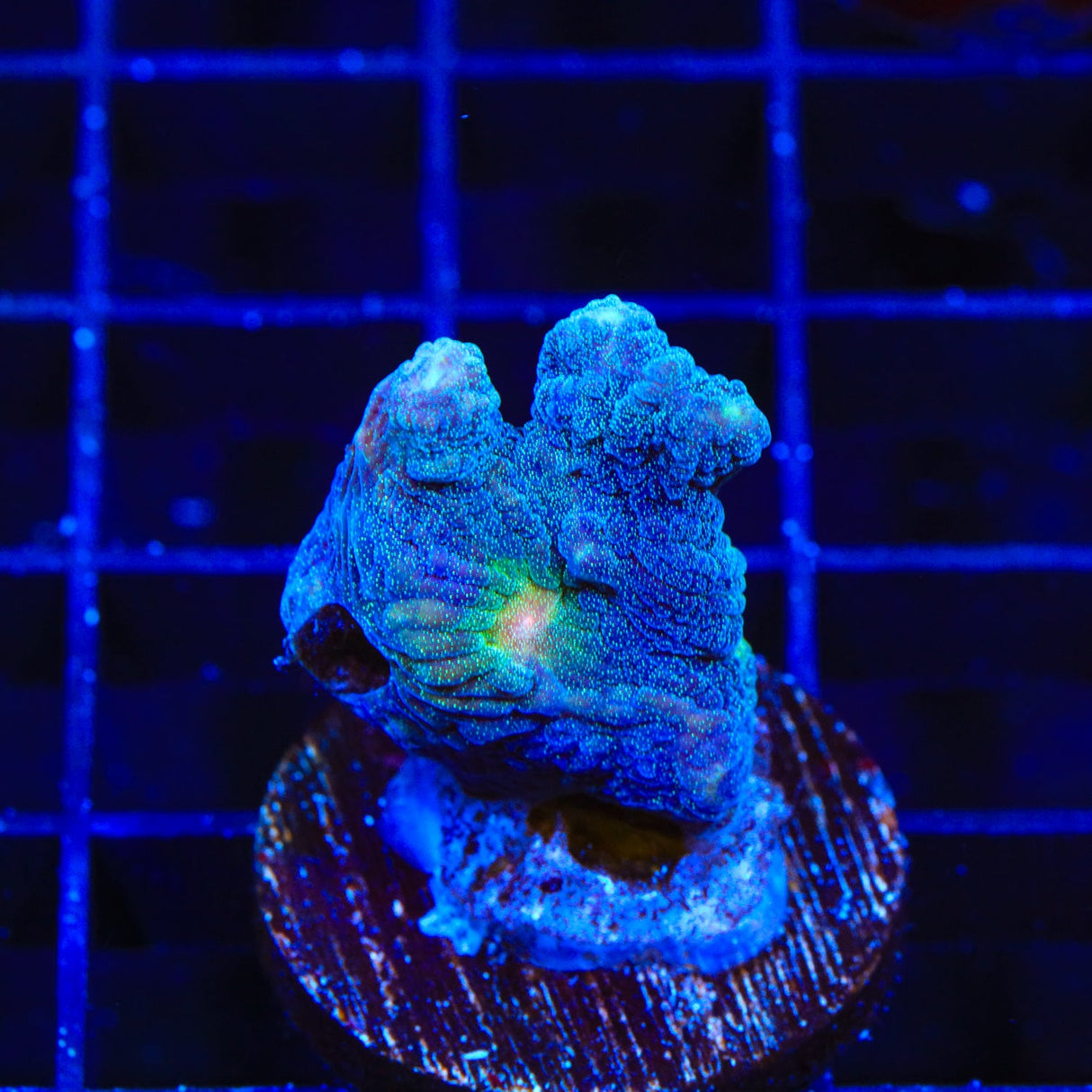 Rainbow Pectinia Coral