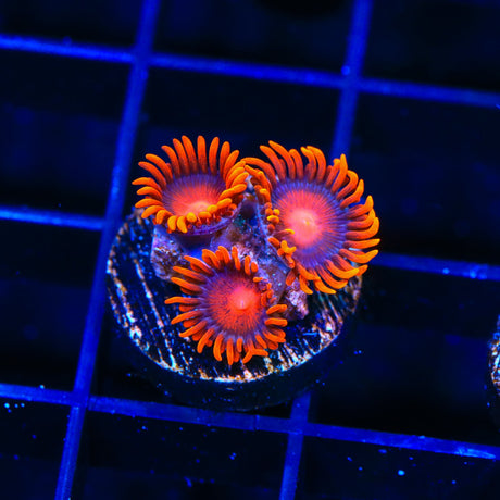 Bam Bam Zoanthids Coral