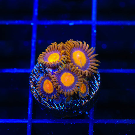 Florida Oranges Zoanthids Coral