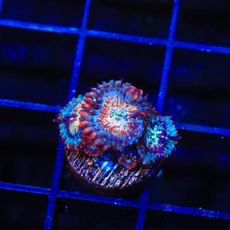 White Zombie Zoanthids Coral