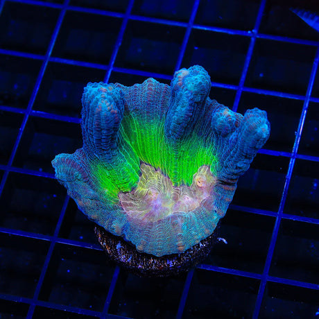 Grafted Rainbow Pectinia Coral