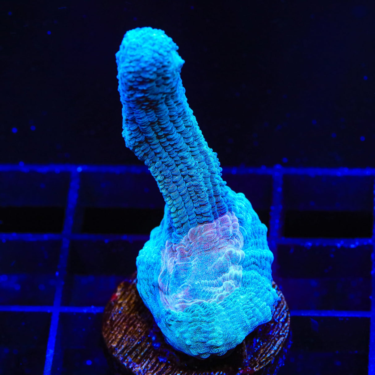 Rainbow Pectinia Coral