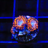 Utter Chaos Zoanthids Coral