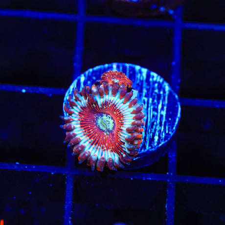 Seduction Zoanthids Coral