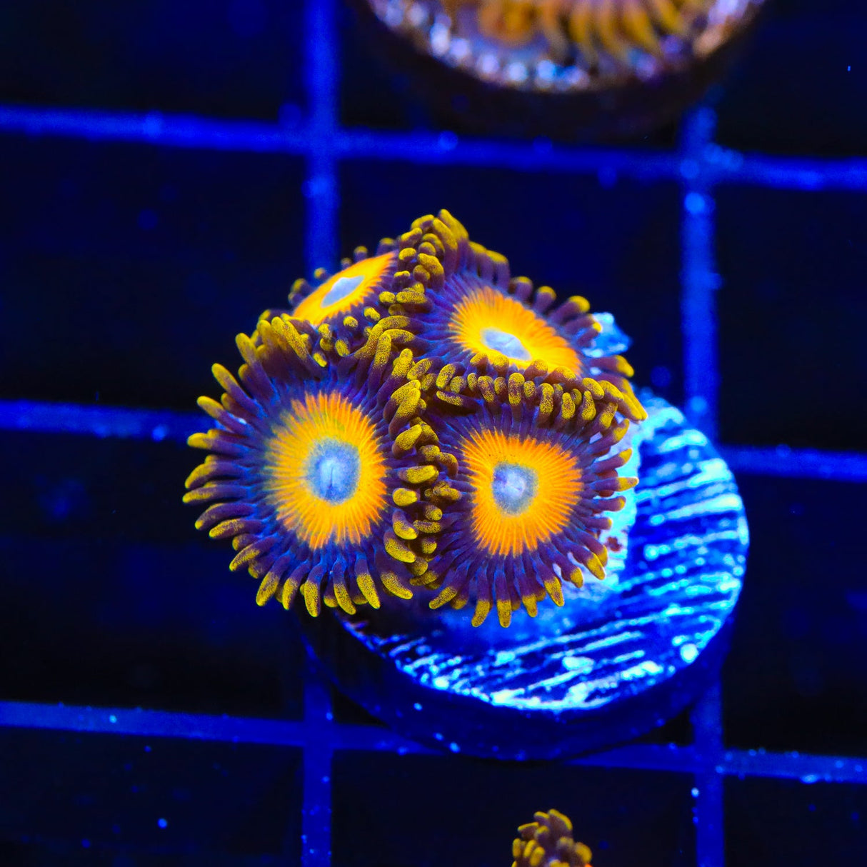 Scrambled Eggs Zoanthids Coral