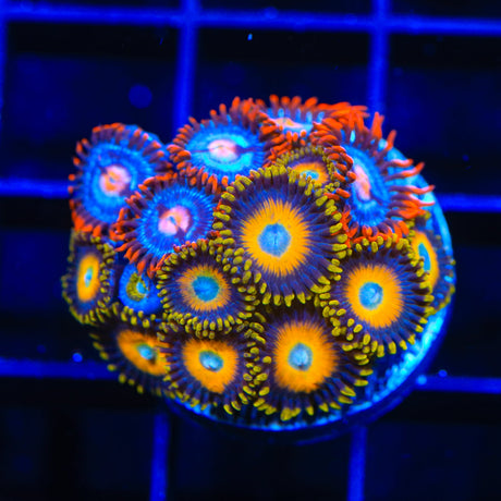 Scrambled Eggs and Blow Pop Combo Zoanthids Coral