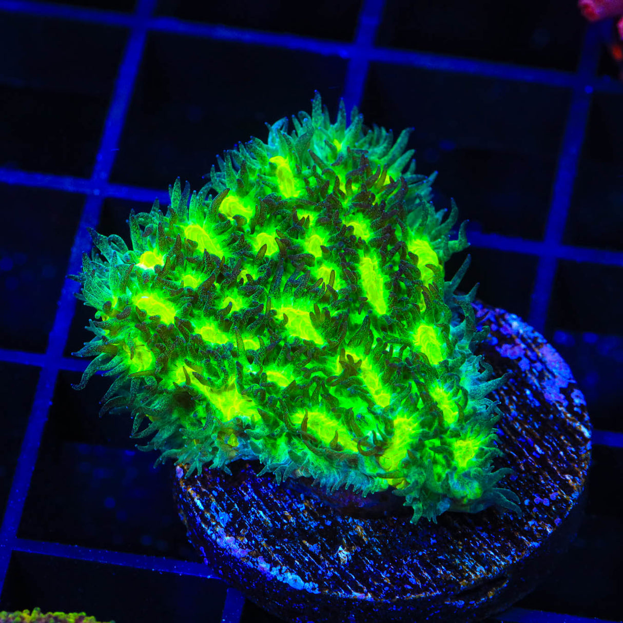 TSA Lemon Lime Hydnophora Coral