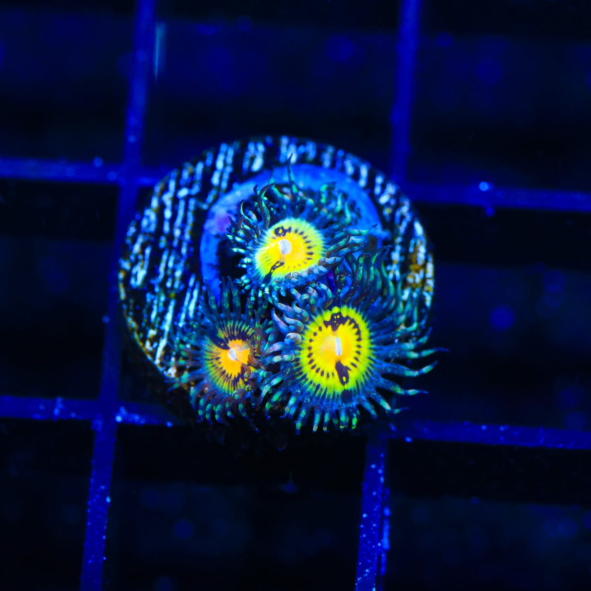 Butt Muncher Zoanthids Coral