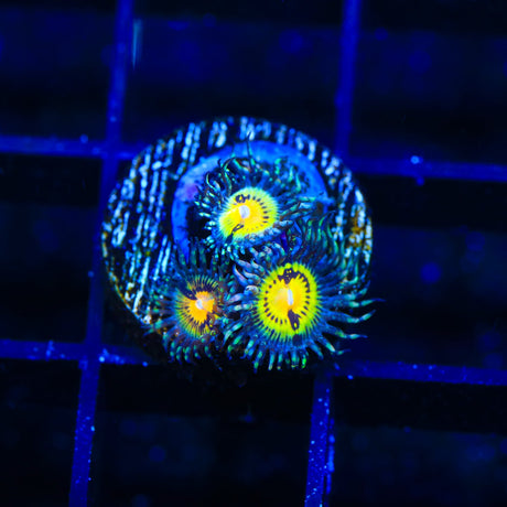 Butt Muncher Zoanthids Coral