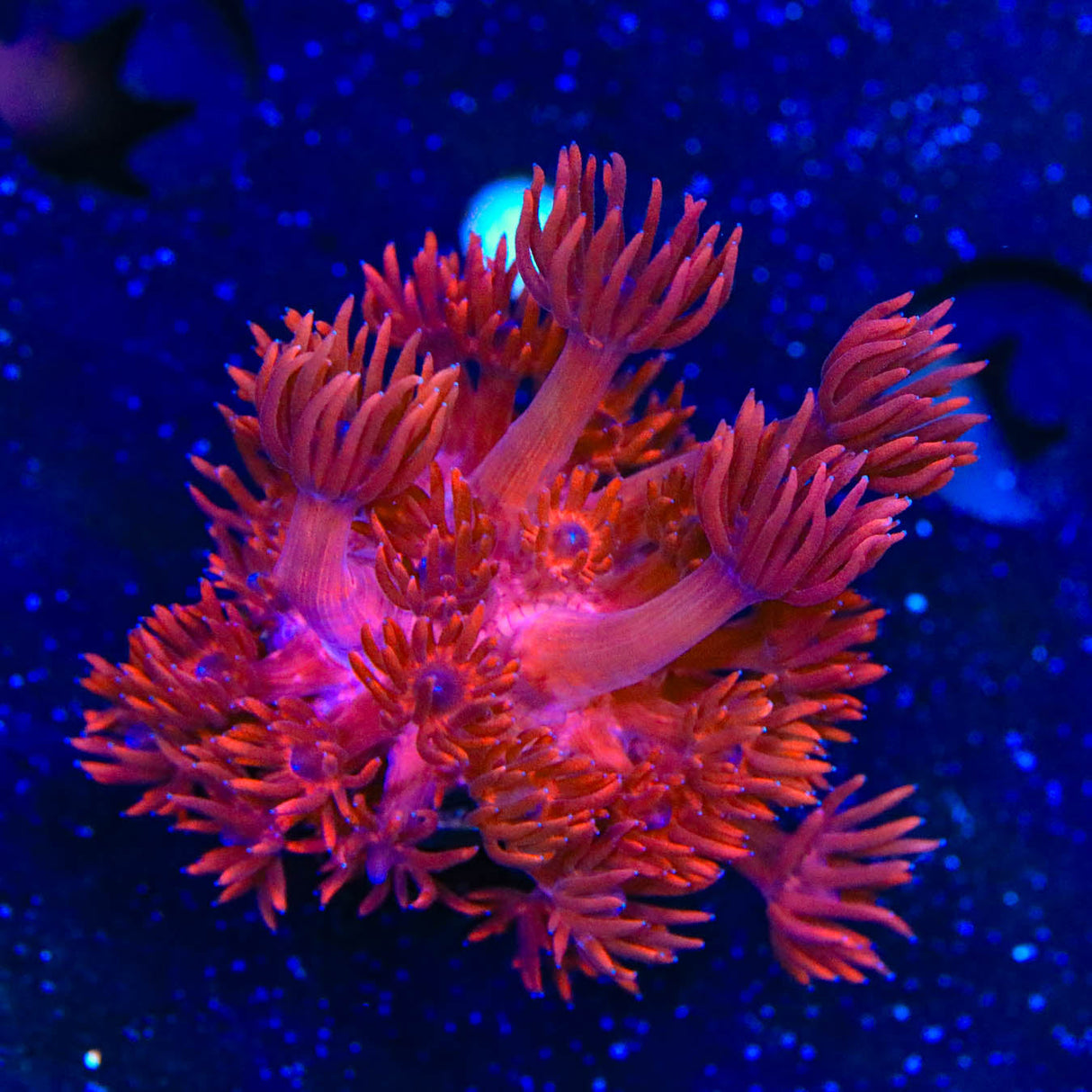 ORA Cherry Red Goniopora Coral - Top Shelf Aquatics