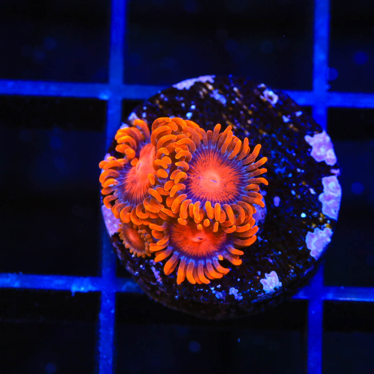 Bam Bam Zoanthids Coral - Top Shelf Aquatics