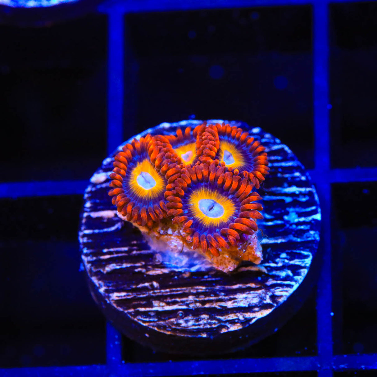Blue Eye Blondie Zoanthids Coral - Top Shelf Aquatics