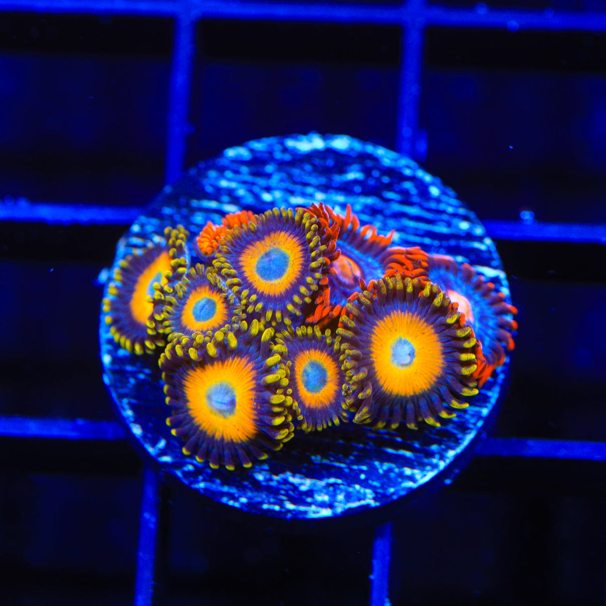 Scrambled Eggs and Blow Pop Combo Zoanthids Coral