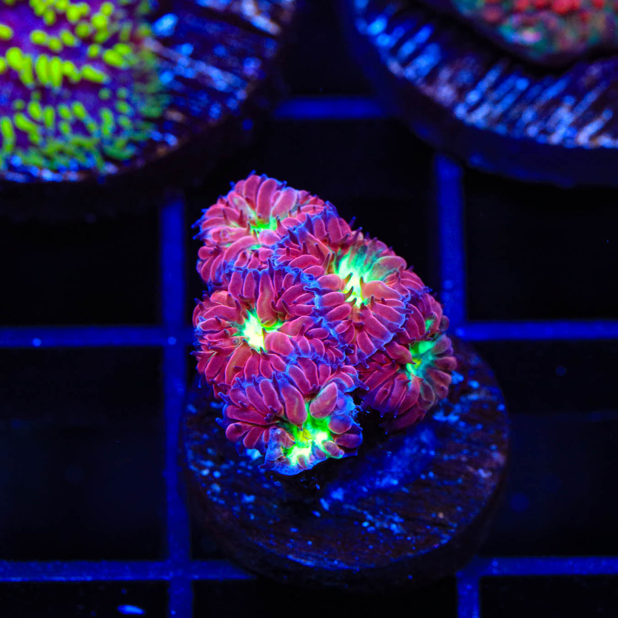 TSA Merlot Merletti Blastomussa Coral