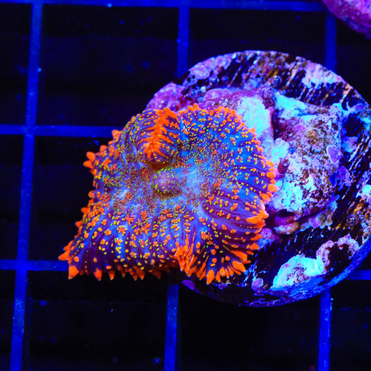 Ultra Rhodactis Mushroom Coral - Top Shelf Aquatics