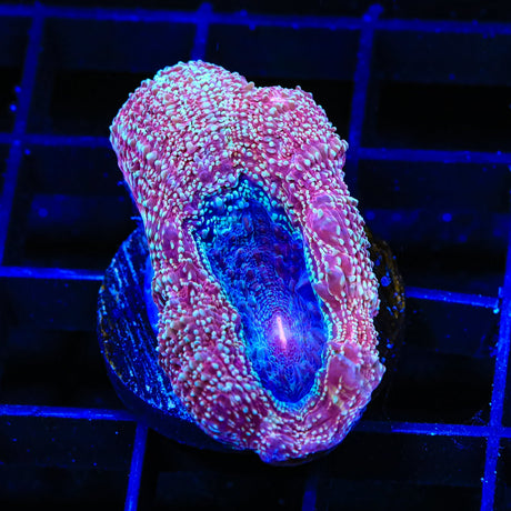 Strawberry Bowerbankii Coral