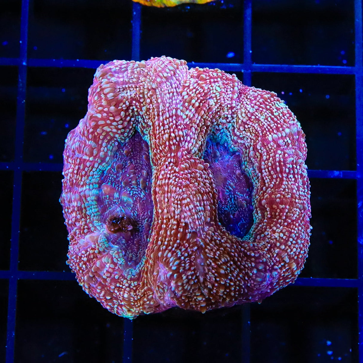 Strawberry Bowerbankii Coral