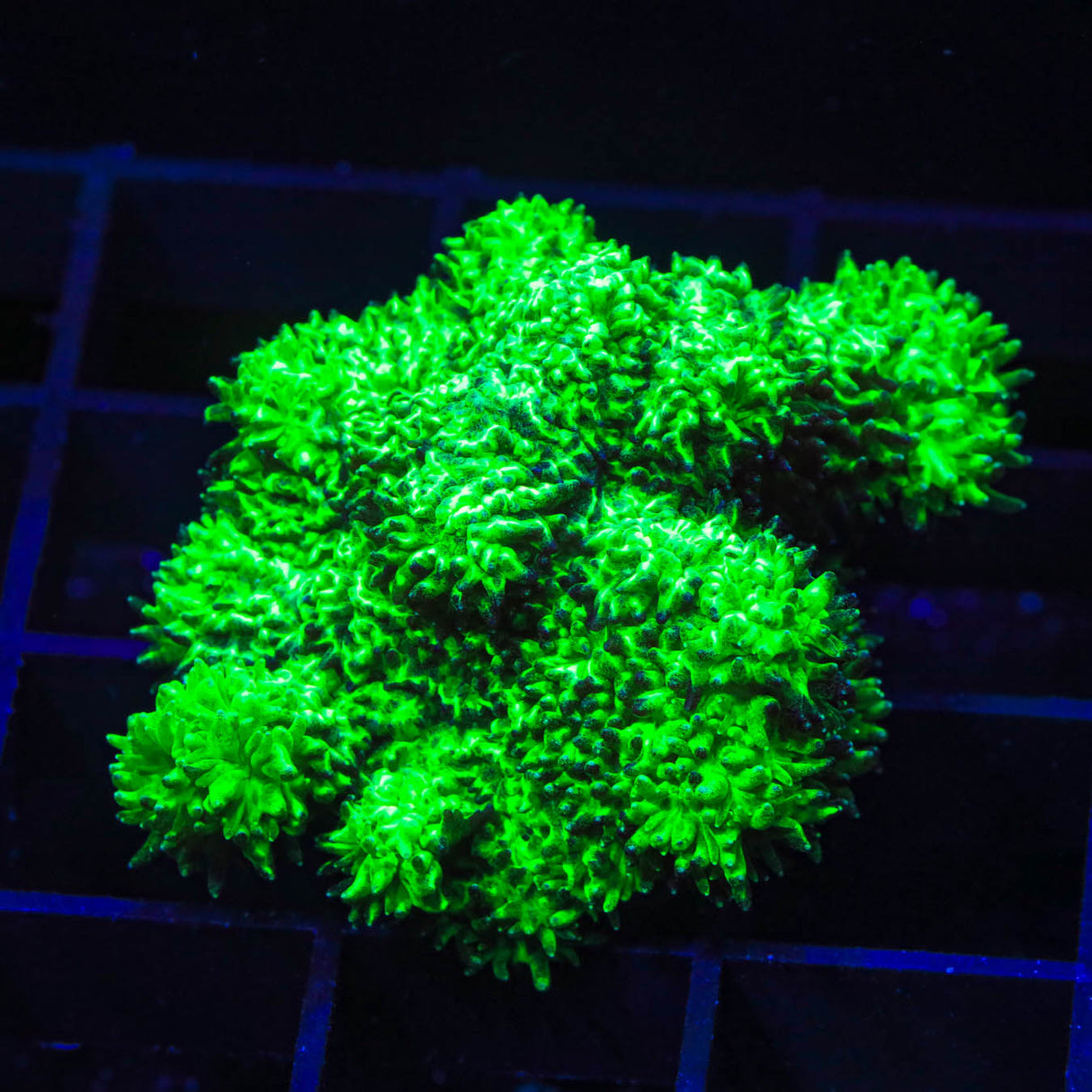 Neon Green Branching Hydnophora Coral