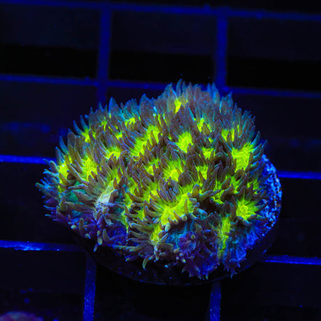 TSA Lemon Frost Hydnophora Coral - Top Shelf Aquatics