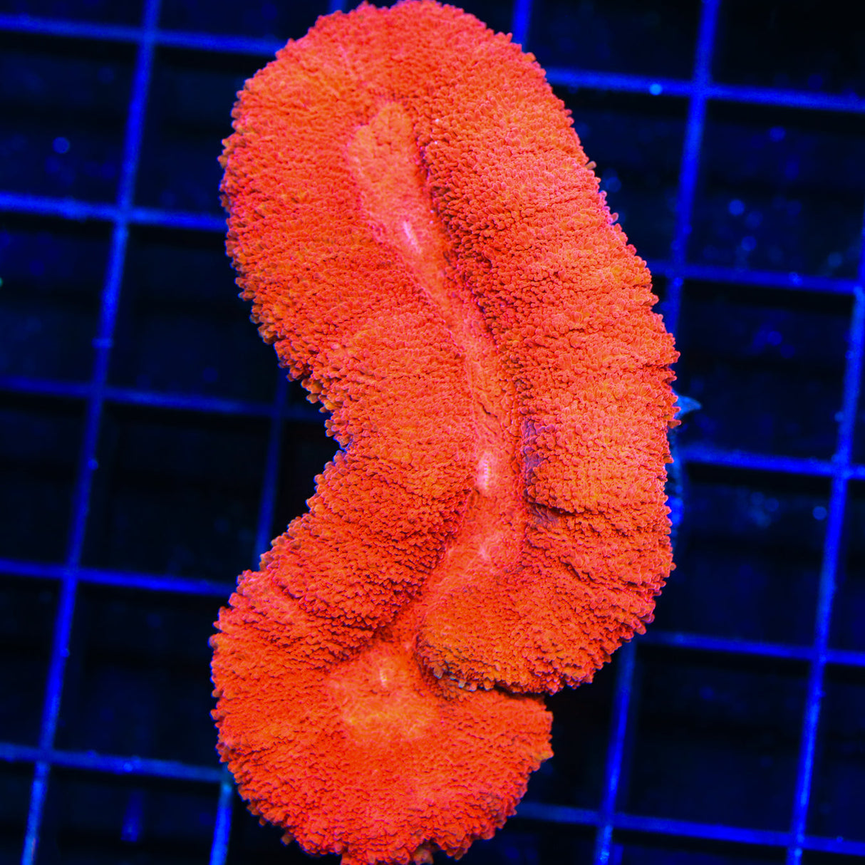 Ultra Lobophyllia Coral