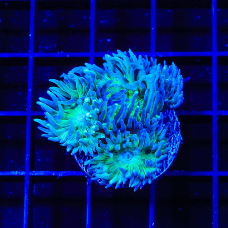 Green Stem Duncan Coral