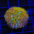 TSA Gamma Knife Hydnophora Coral