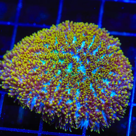 TSA Gamma Knife Hydnophora Colony Coral