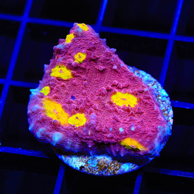 TSA Golden Eye Chalice Coral