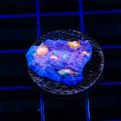 ORA Easter Egg Chalice Coral - (Almost WYSIWYG) - Top Shelf Aquatics 