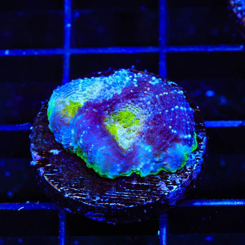 TSA Thanos Echinata Coral - Top Shelf Aquatics
