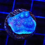 Tyree Blue Chalice Coral - Top Shelf Aquatics