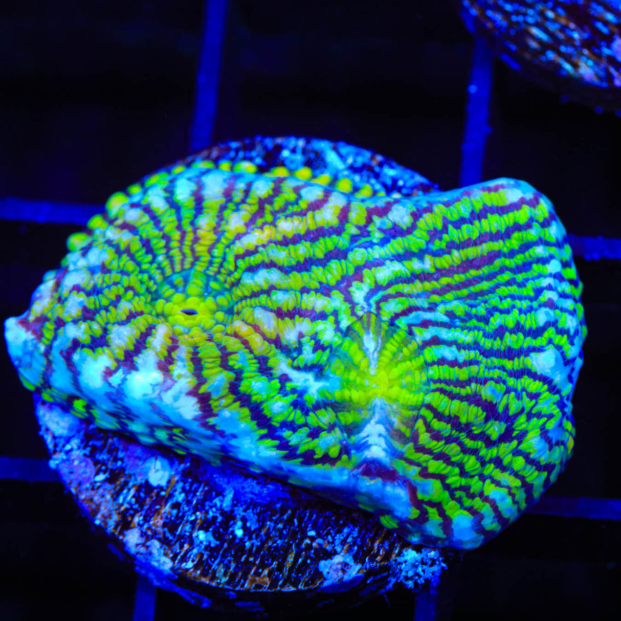 Convict Chalice Coral