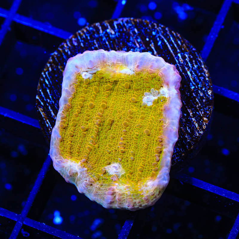 TSA Sugar Cookie Chalice Coral - Top Shelf Aquatics