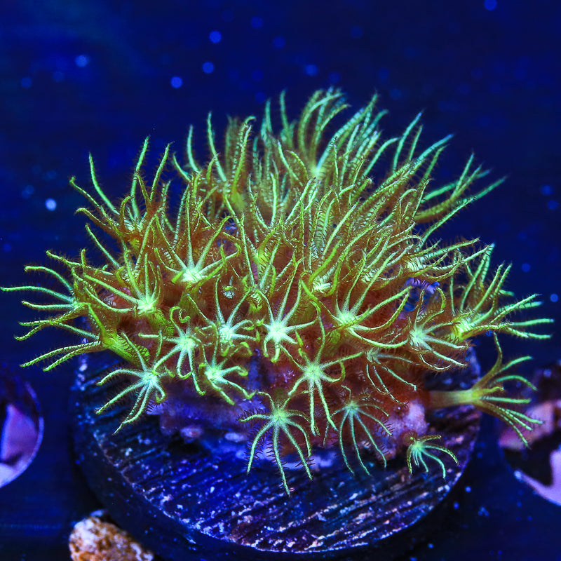 Mint Green Star Polyps Coral