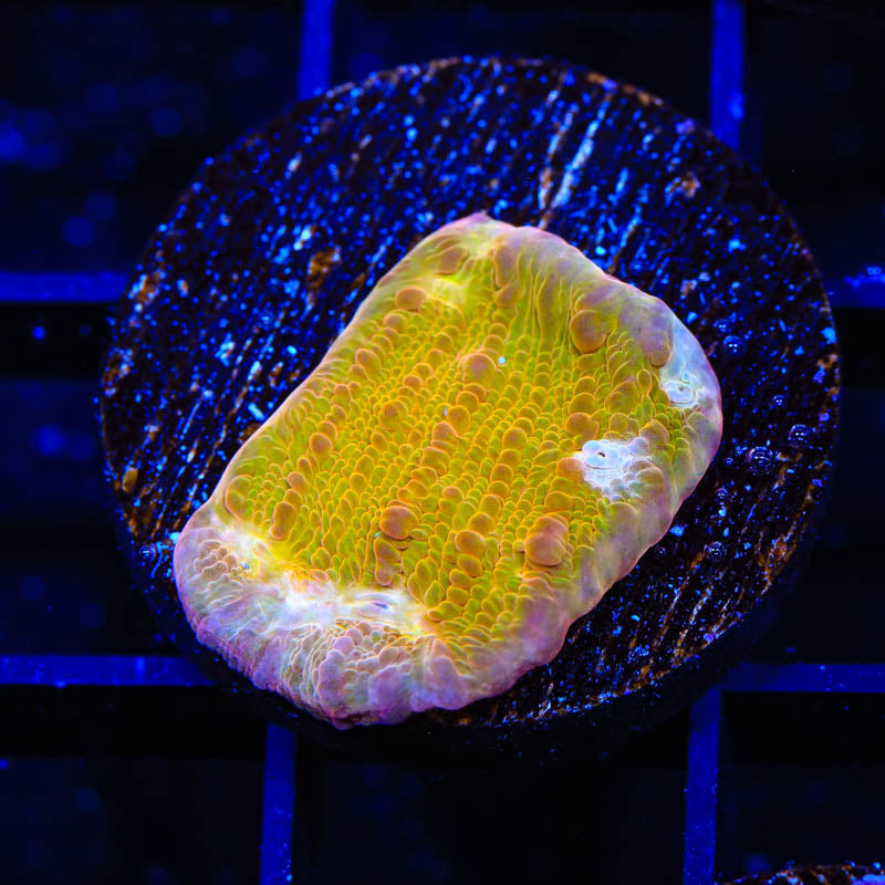 TSA Sugar Cookie Chalice Coral - Top Shelf Aquatics