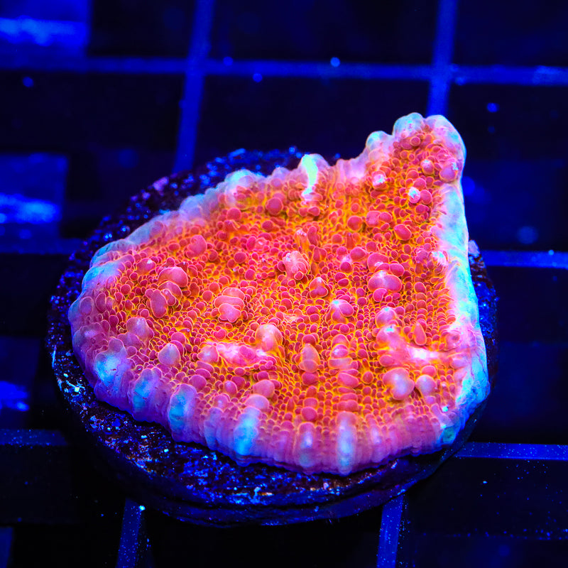 TSA Wild Fire Chalice Coral - Top Shelf Aquatics