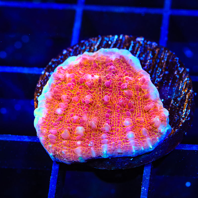 TSA Wildfire Chalice Coral - Top Shelf Aquatics