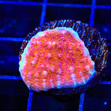 TSA Wildfire Chalice Coral