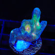 Rainbow Pectinia Coral